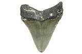 Serrated, Juvenile Megalodon Tooth - North Carolina #371535-1